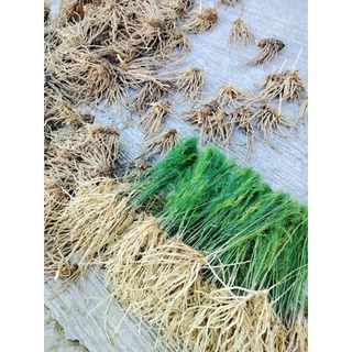 เหง้าหน่อไม้ฝรั่ง5เหง้า 100บาท