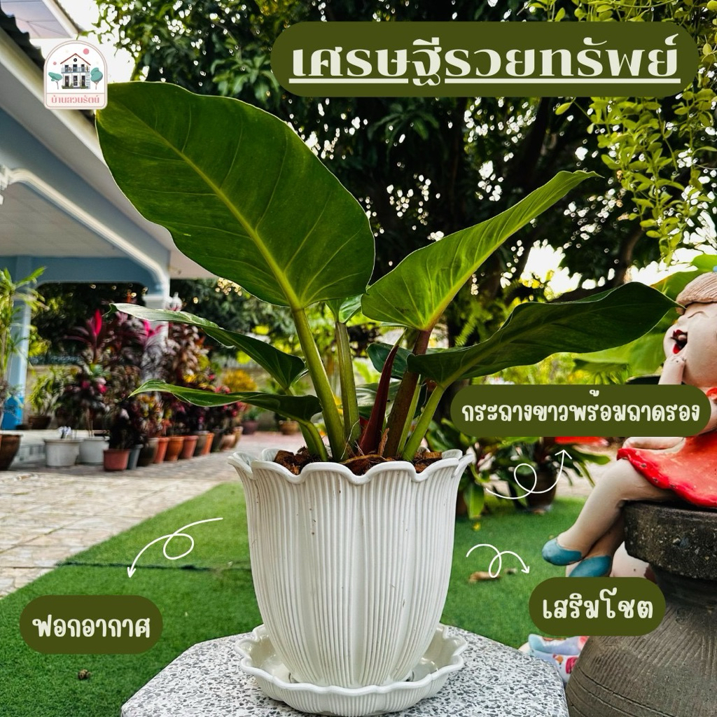 ต้นไม้มงคล เศรษฐีรวยทรัพย์ พร้อมกระถาง ( 1 คำสั่งซื้ิอได้ไม่เกิน 2 ต้น )