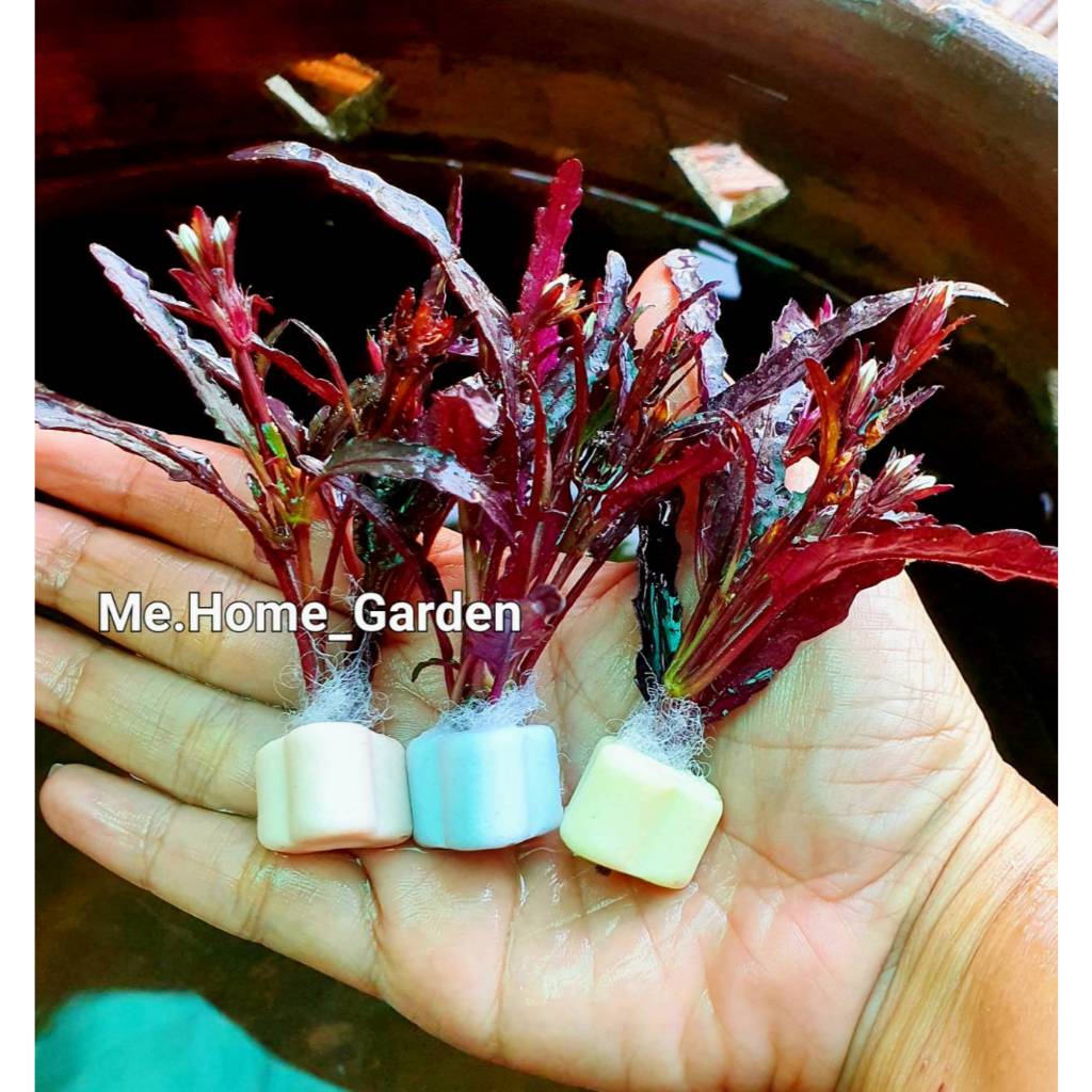 🍎🍎ต้นริบบิ้นเเดง🍎🍎 ไม้น้ำหลอดเซรามิกค์ 1ชุด 3หลอด สุ่มสี