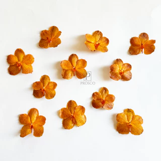 Prosco | ดอกกล้วยไม้อบแห้ง ลายธรรมชาติ ขนาดเล็ก 2-5 cm. สำหรับงานเรซิ่น จิวเวอรี่ craft พร๊อพถ่ายรูป