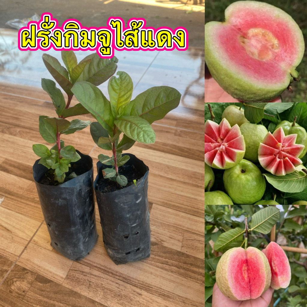 ฝรั่งกิมจูไส้แดง 4 ต้น 80 บาท พร้อมส่ง