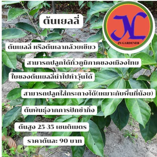 ต้นพันธุ์เยลลี่สูง25-35เซนติเมตร,ปักชำกิ่ง,ใบต้นเยลลี่นำไปทำวุ้นได้