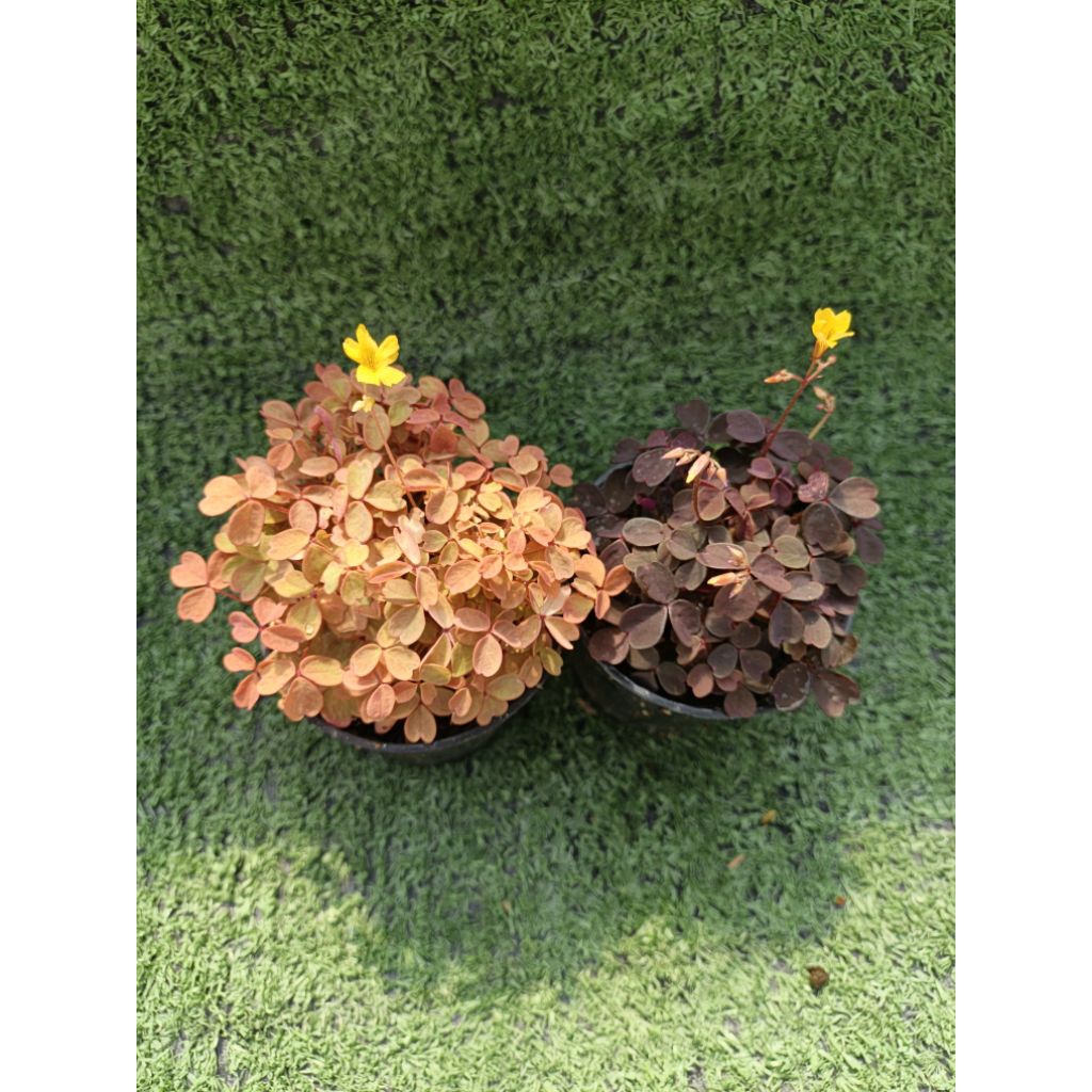 ต้นOxalis ไม้ใบสีสวยในกระถาง3"
