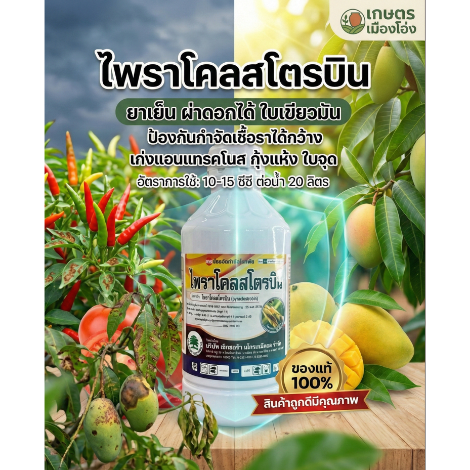 ไพราโคลสโตรบิน 1ลิตร ออกฤทธิ์เร็ว ดูดซึมและแทรกซึมได้ดีระยะปลอดฝนสั้น สามารถป้องกันและกำจัดโรคพืชได้อย่างกว้างขวาง