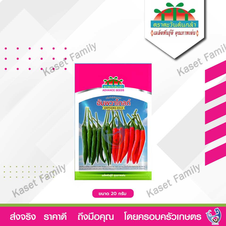 พริกขี้หนูอัมพวาโกลด์  บรรจุ 20 กรัม / 50 กรัม เมล็ดพริกขี้หนู ตราตะวันต้นกล้า