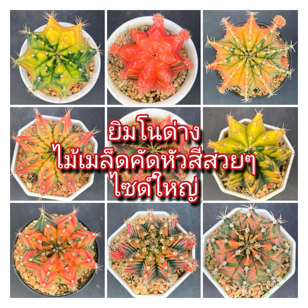 Gymno ยิมโนด่าง ไม้เมล็ด คัดหัวสีสว่างสวยๆ ไซด์ใหญ่ คัดฟอร์มเด็ด ในกระถาง 3 นิ้ว อัพเดท 03/09/2569