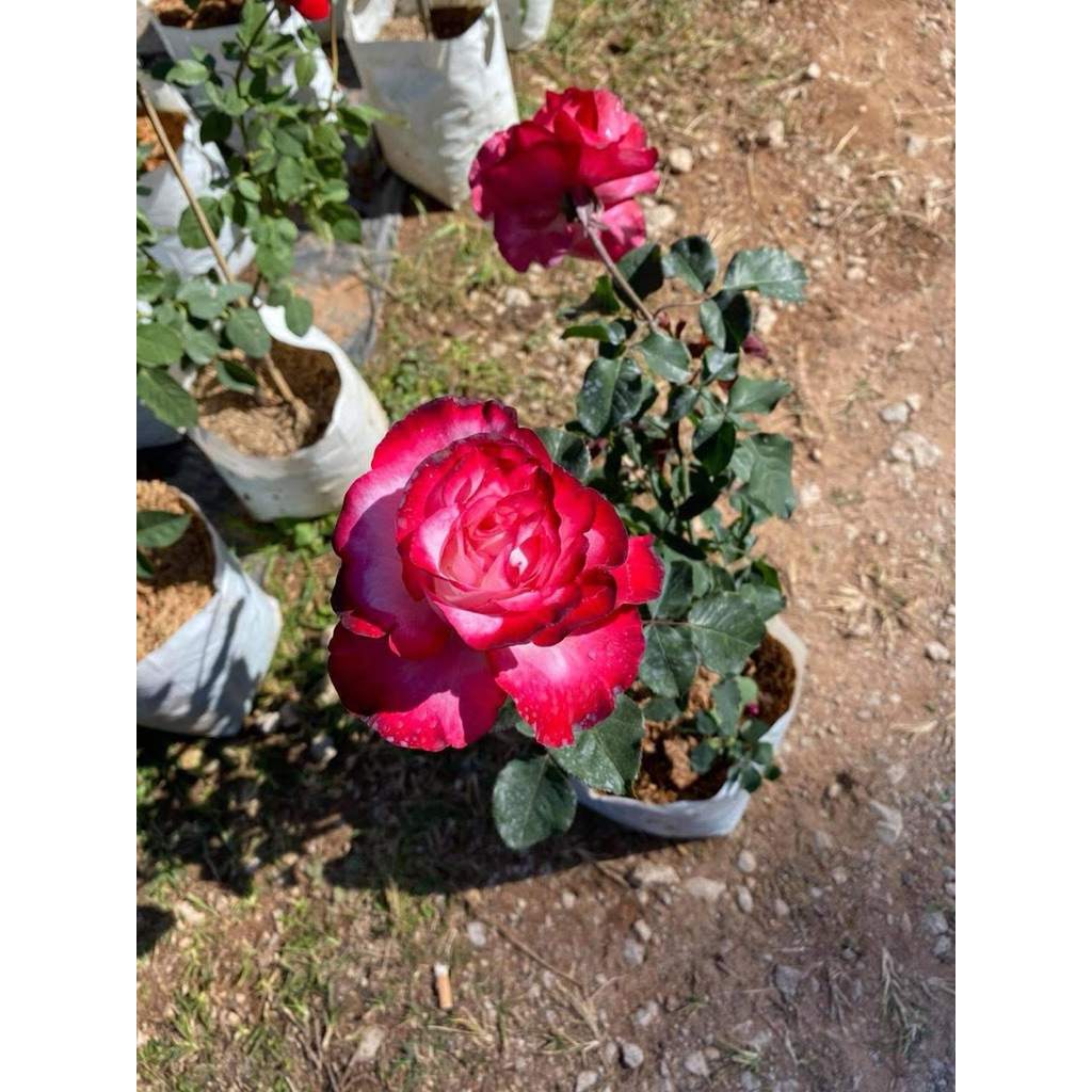 fire and ice roses กุหลาบตัดดอก สีทูโทน ขาว-แดง บานนาน