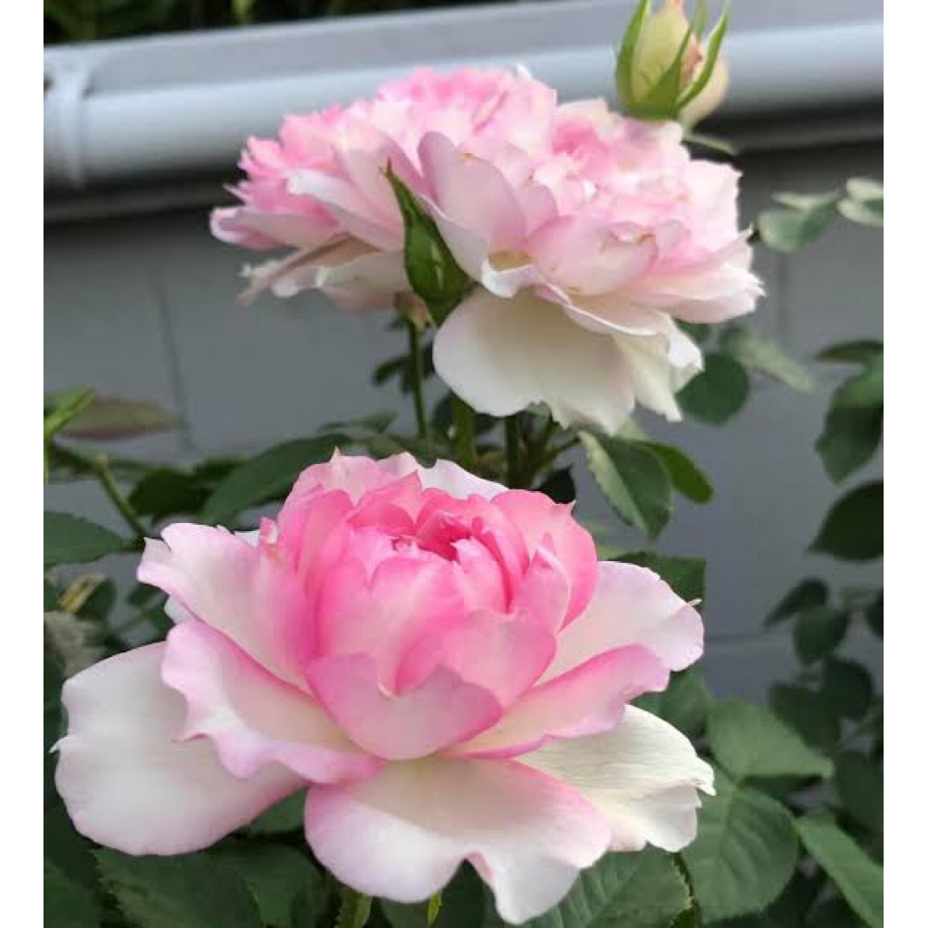 กุหลาบมาร์ธา (Martha Rose)หอมแรงทรงพุ้ม