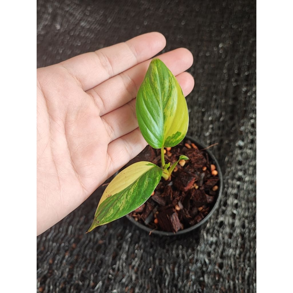 บุษราคัมด่างเหลืองพีช/กระถาง3