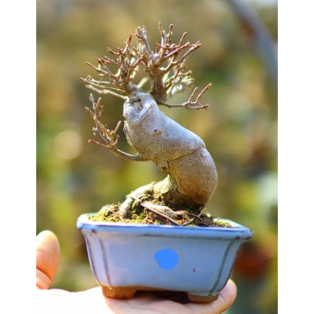 เมเปิ้ลไคเอดะญี่ปุ่นไซส์จิ๋วทุกต้นถ่ายจากต้นจริงทุกต้นมักหาร้านดูรูปปัจจุบันได้ครับยินดีบริการครับ