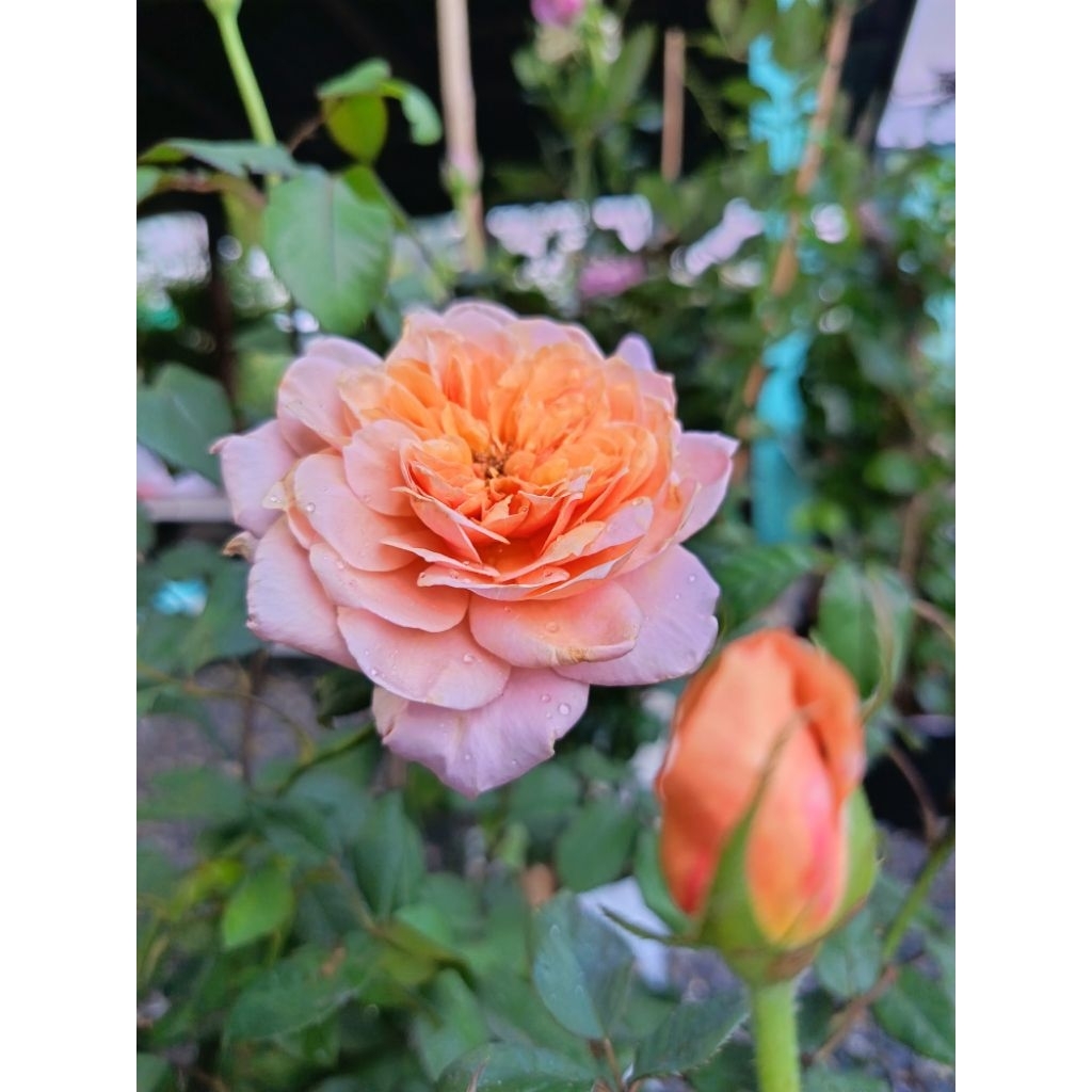 กุหลาบสวยๆ (ตระกร้าพิเศษ)