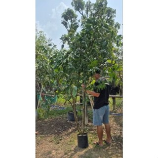 ต้นมะยงชิด สูง 2 เมตรขึ้นไป พร้อมออกลูกค่ะ