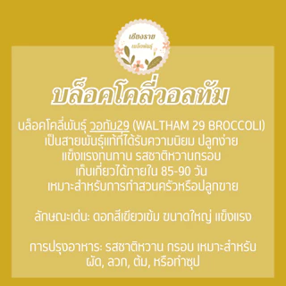 เมล็ดพันธุ์ บล็อคโคลี่วอลทัม 70 เมล็ด Waltham29 Broccoli เมล็ดพันธุ์แท้ นำเข้าจากต่างประเทศ ปลูกผัก สวนครัว ถูกดี