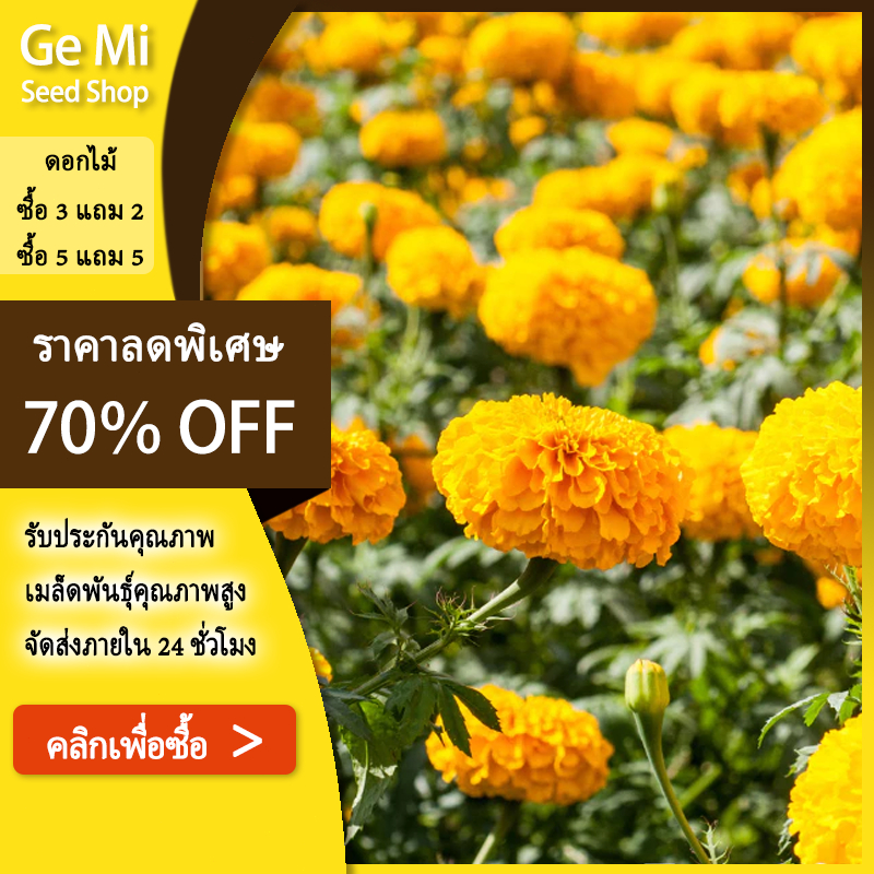 GEMI ✨ดอกดาวเรือง300 เมล็ด คุ้มถูกสุดๆโตไวปลูกง่าย