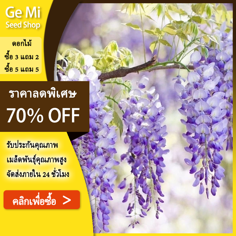 GEMI เมล็ด วิสทีเรีย 10เมล็ด เมล็ดใหม่ – โปรปัง
