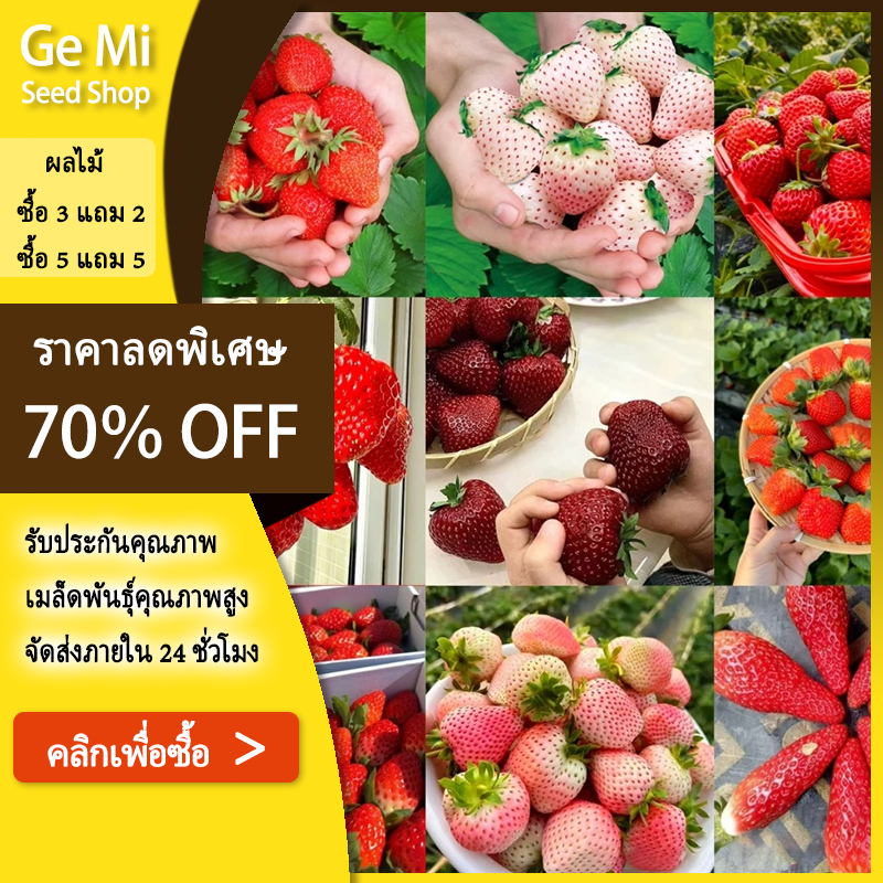 GEMI ซื้อ 5 แถม 5 ฟร]เมล็ดพันธุ์ สตรอเบอร์รี่ 228 ชิ้น สตรอเบอร์รี่ กลิ่น เมล็ดสตรอเบอร์รี่ ยักษ์ ปลูกง่าย