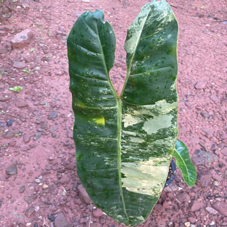 ก้านส้มด่าง Philodendron Billietiae Variegated