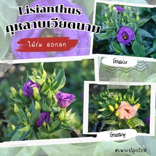 ต้นกุหลาบเวียดนาม /ไลเซนทัส (Lisianthus) ดอกสวย ให้ดอกทั้งปี