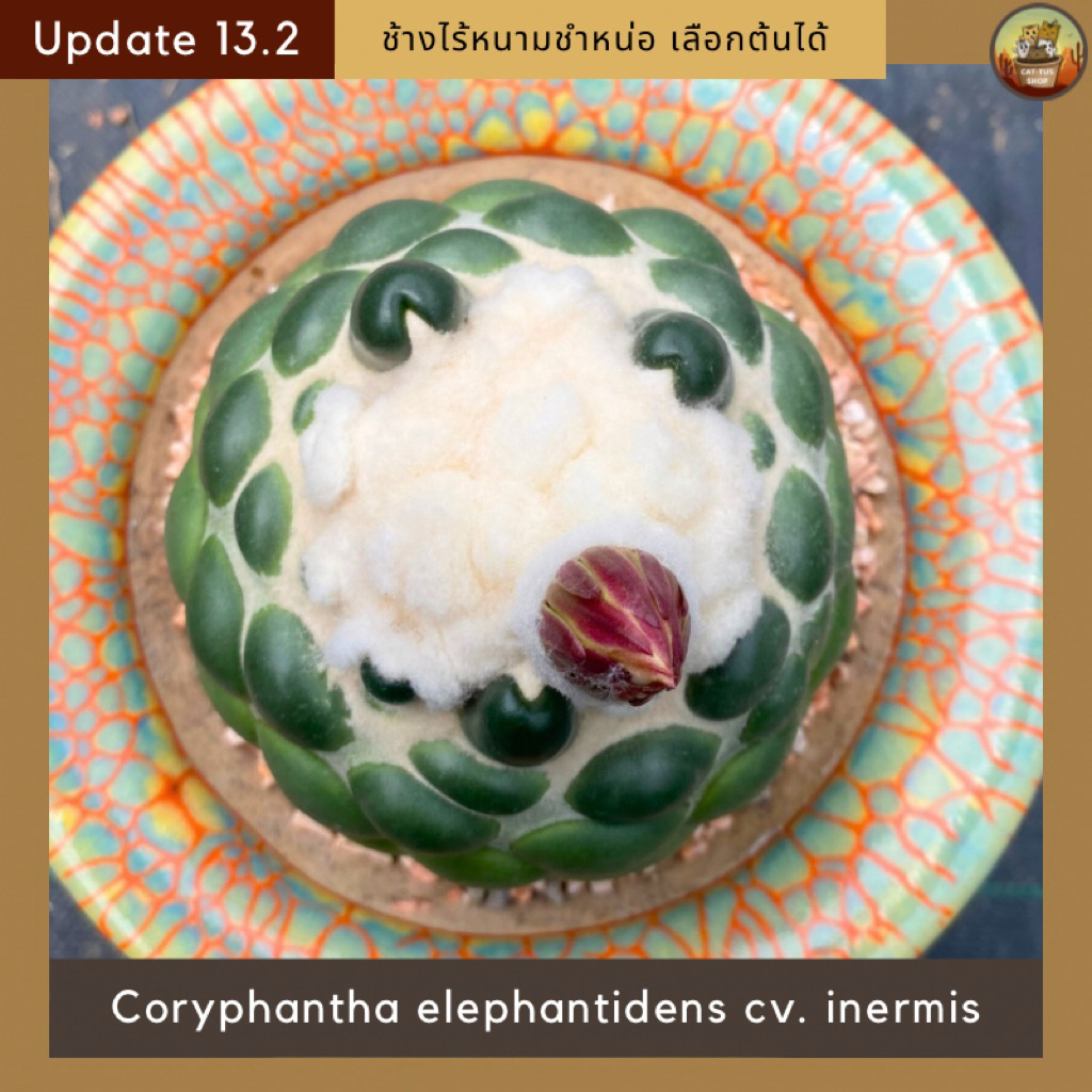 [ Update 13.2 ] ช้างไร้หนามชำหน่อ [Coryphantha elephantidens cv. inermis] เลือกต้นได้ จัดส่งทั้งกระถาง