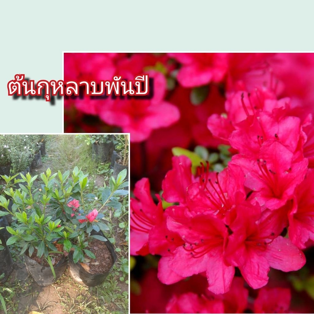 ต้นกุหลาบพันปี ดอกสีแดง ทรงพุ้มสวยงาม
