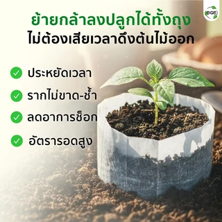 SGE ถุงเพาะกล้า วัสดุปันบอนด์ รากทะลุได้ รากไม่เน่า ย่อยสลายง่าย แพ็ค 100 ใบ มีหลายขนาดให้เลือก