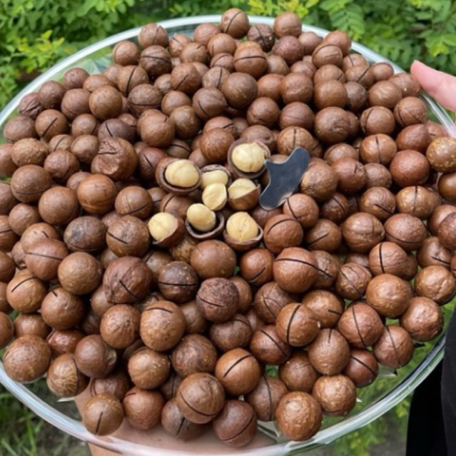 #แมคคาเดเมียอบเนย (1kg)  พร้อมทาน อบธรรมชาติ100%