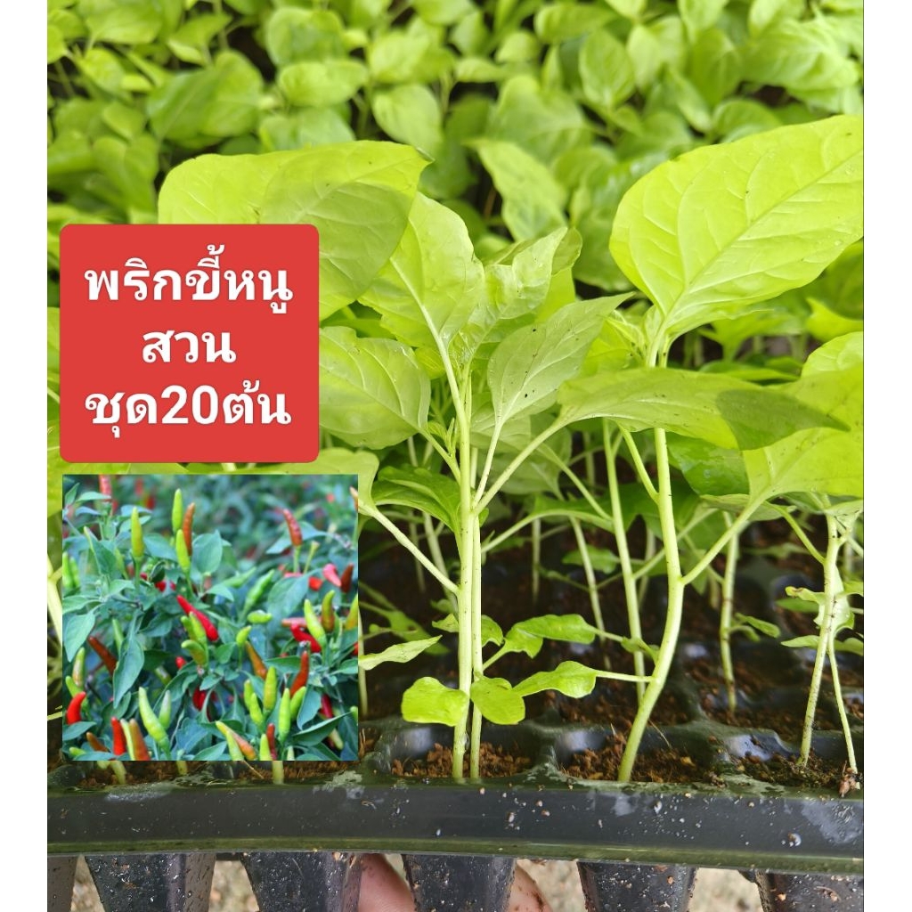 กล้าพันธุ์พริกขี้หนูสวน(ชุด20ต้น)ต้นพันธ์พริกขี้หนูสวนพริกนก