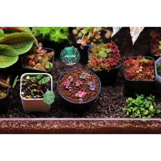 ไมโคร บีโกเนีย สตอเบอรี่ (Micro Strawberry Begonia) ต้นไม้ชื้น บีโกเนีย ขนาดจิ๋วที่สุด สุ่มต้น สวยทุกต้น