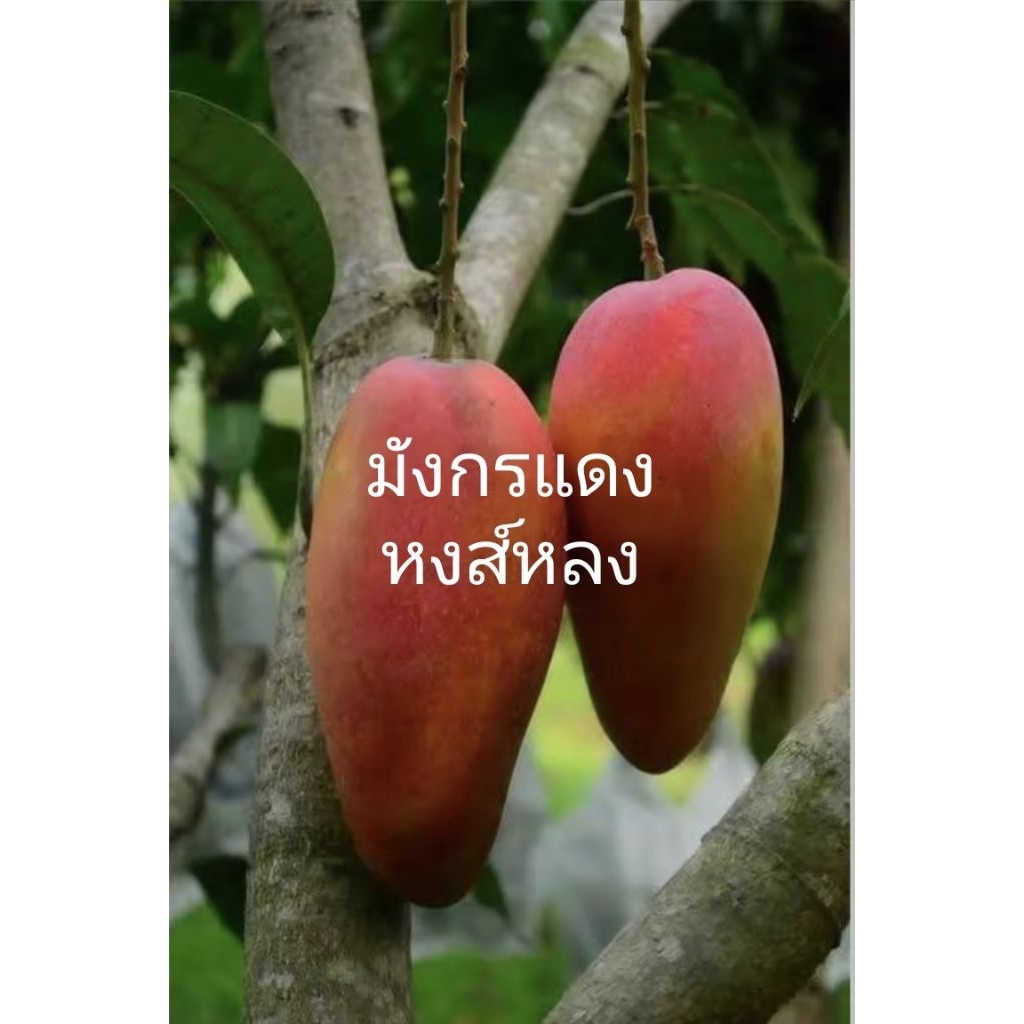 มังกรแดง(หงหลง)ต้น 80ซม.ของแท้พันธุ์จากไต้หวัน