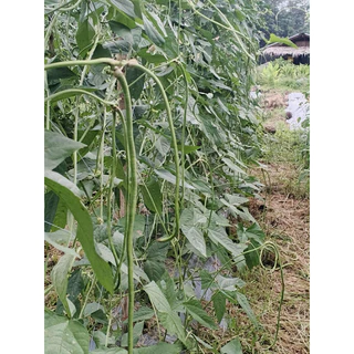 เมล็ดพันธุ์ถั่วฝักยาว เมล็ดพันธุ์ เมล็ดพันธุ์ถั่วขุนช้าง310 ขนาด 500 กรัม 450 บาท