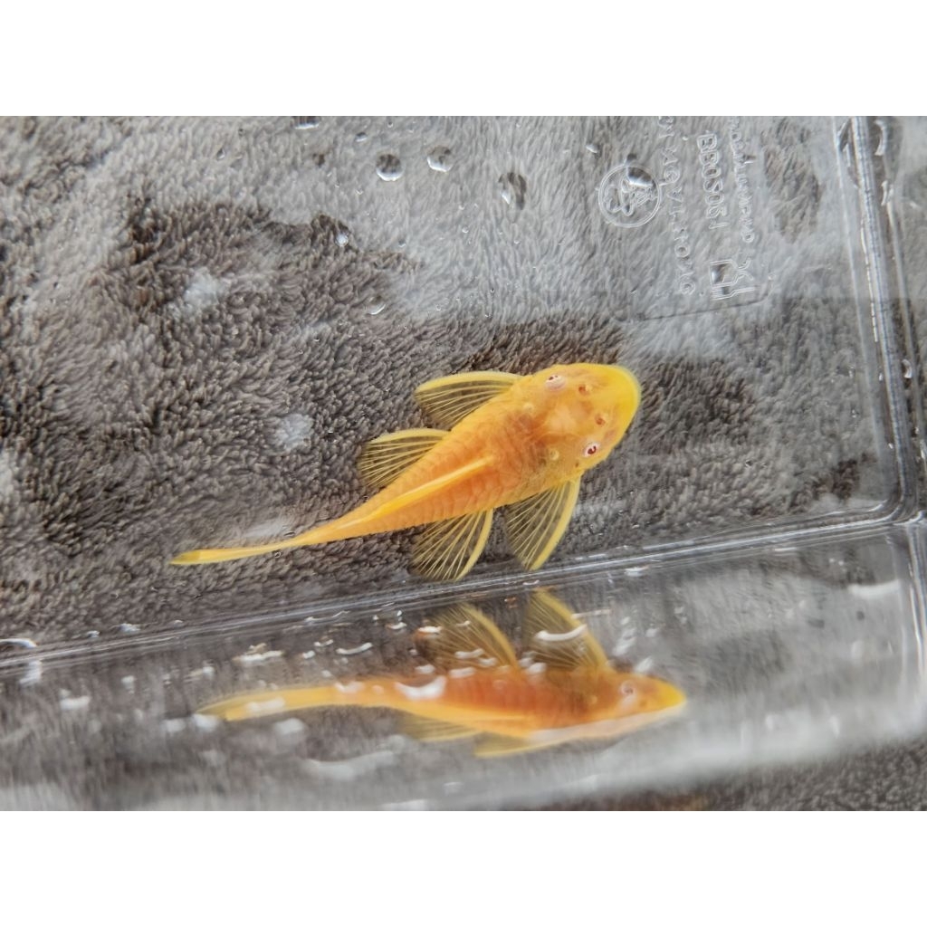 อาหารปลาเม็ดใหญกระปุกขนาด 200G(L144 24K 2นิ้ว)