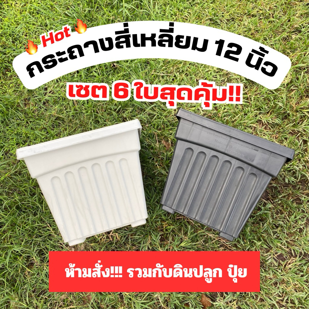 กระถางสี่เหลี่ยม 12 นิ้ว เซ็ต 6 ใบ กระถางกุหลาบ กระถางโรมัน พร้อมส่ง