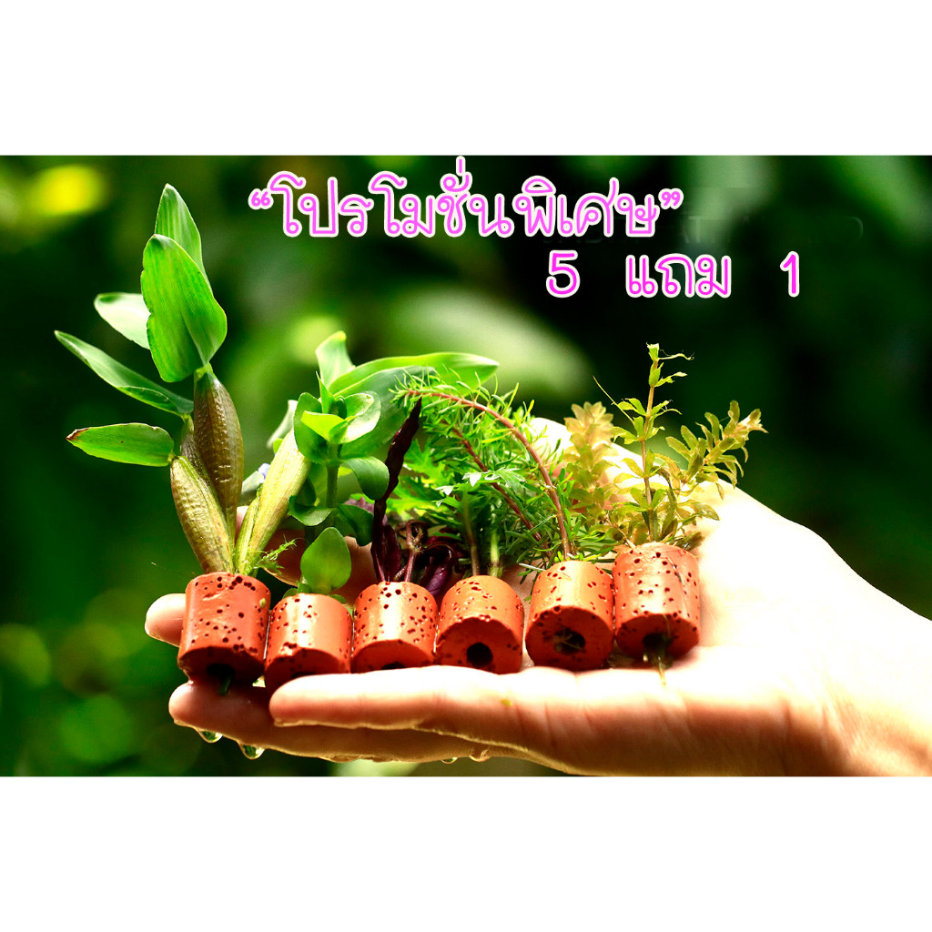 5 แถม 1 ไม้น้ำ ตกแต่งตู้ปลา ในเซรามิคริงค์ ไม้ตัดสด จำนวน 1 ชุด