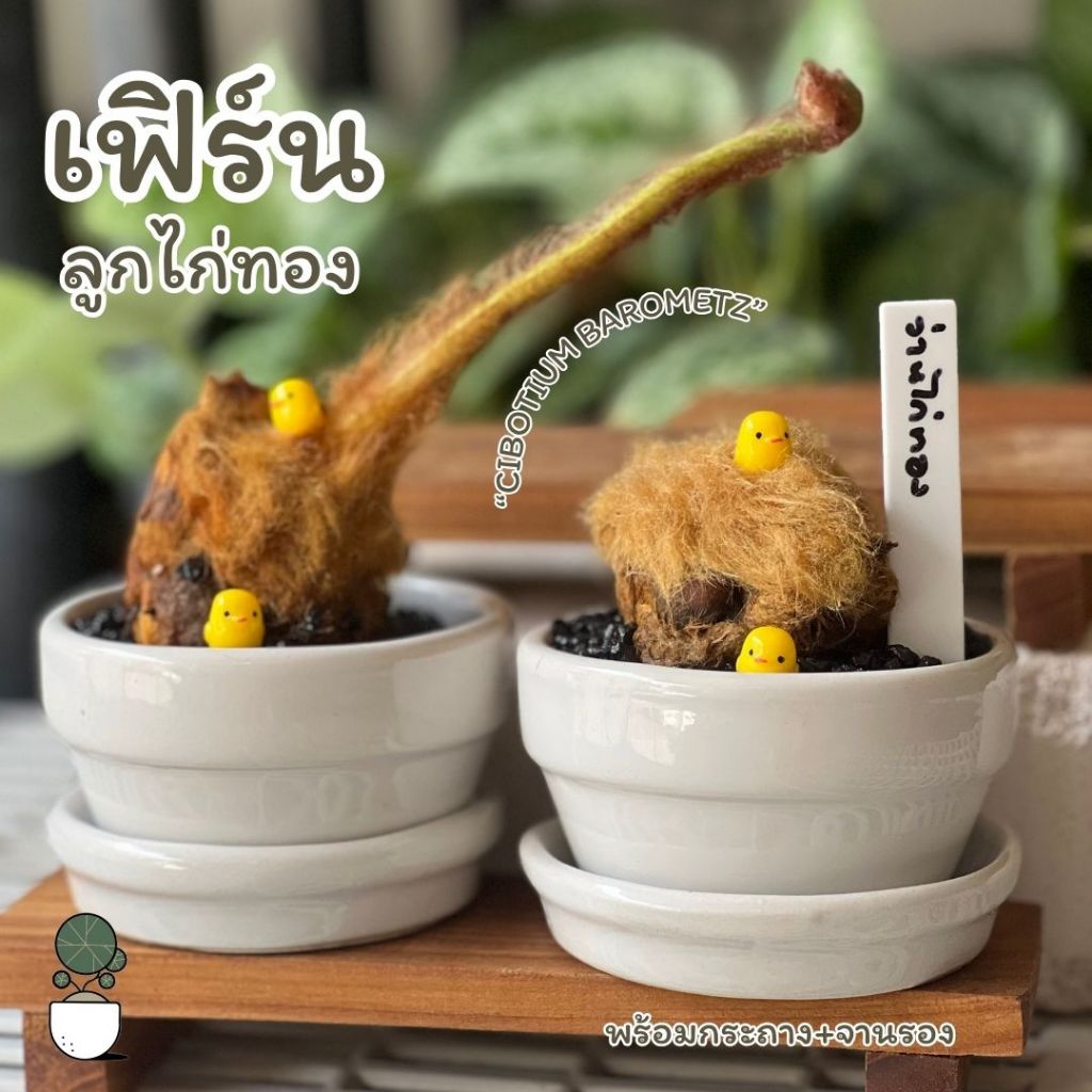 เฟิร์นว่านไก่ทอง ในกระถางเซรามิก+จานรอง+ป้าย+ลูกไก่จิ๋ว 2 ตัว ว่านลูกไก่ทอง เสริมโชคลาภเงินทอง ตั้งโตะทำงานและร้านค้า