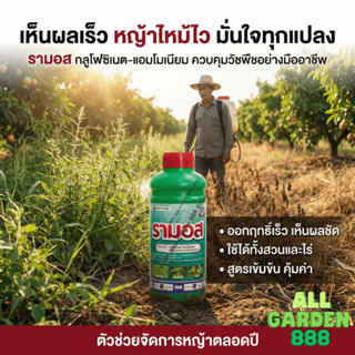 รามอส 1ลิตร  ยาฆ่าหญ้า ปลอยภัยต่อรากไม้ผล ไม้ประธาน กลูโฟซิเ…