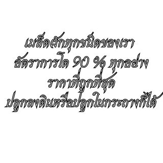 เมล็ดพันธุ์มะละกอแก้วกลางดง 100 เมล็ด