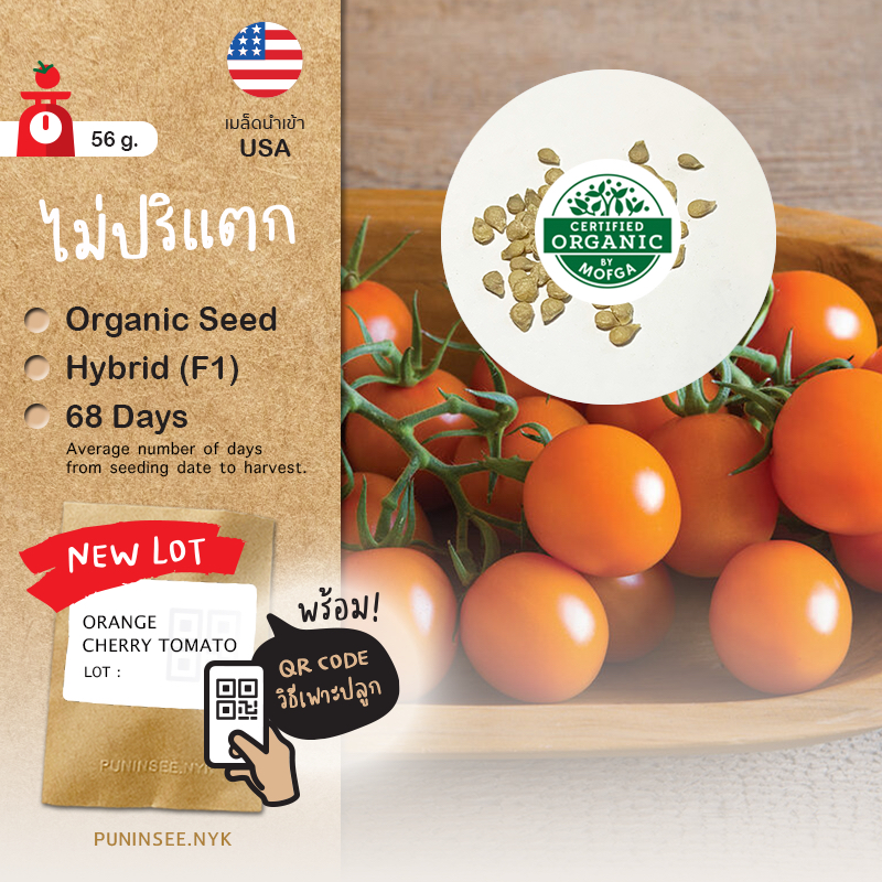 เมล็ดนำเข้า มะเขือเทศเชอรี่สีส้ม Orange Cherry Tomato (Organic F1) ทรงกลม พันธุ์ลูกผสม ทนปริแตก