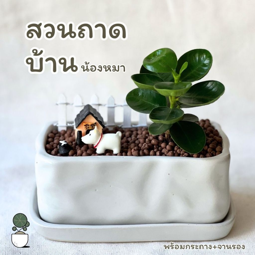 ต้นไม้สวนถาดบ้านน้องหมา ได้ครบชุด กระถางเซนามิก+จานรอง+ชุดบ้านน้องหมา+ต้นไม้มงคล ต้นไม้ตั้งโต๊ะทำงาน
