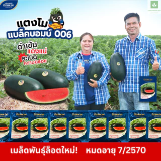 ใหม่! แบล็คบอมบ์ 006 ทรงหมอน ลูกดำ 40กรัม/ซอง เมล็ดพันธุ์แตงโม แตงโมเจียไต๋ แบล็คบอม 006 Blackbomb