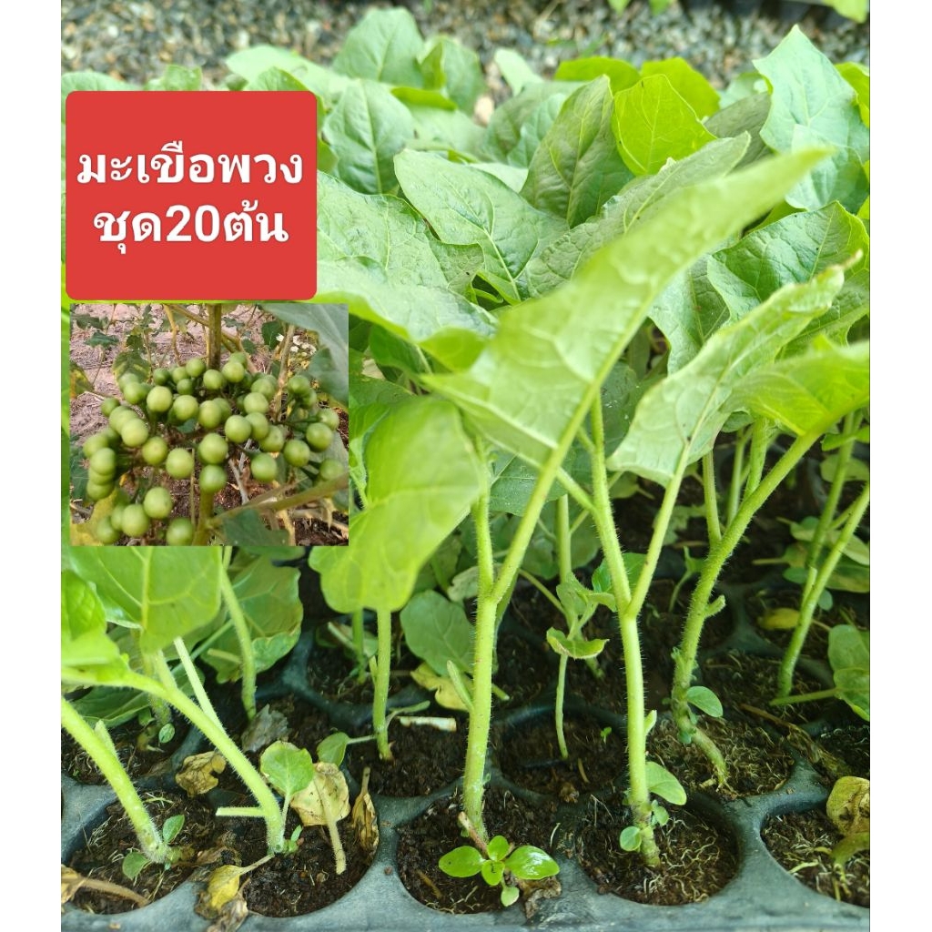 ต้นกล้ามะเขือพวงไร้หนาม(ชุด20ต้น)มะเขือช่อ