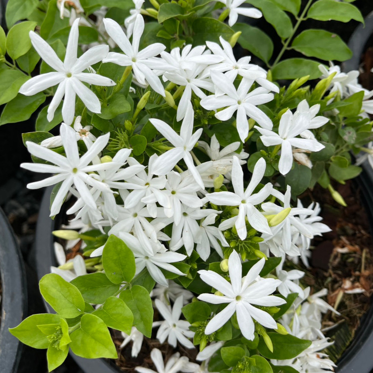 มะลิพวง ไม้ดอกกลิ่นหอม ออกดอกสะพรั่งทั้งต้นสวยงามมาก Jasminum multiflorum, StarJasmine