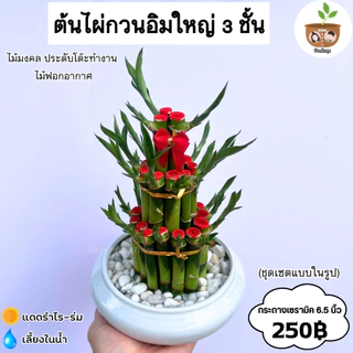 ไผ่กวนอิมกระถางเซรามิค ทั้งเซตแบบในรูป จัดส่ง 2 ต้นขึ้นไป คละแบบได้