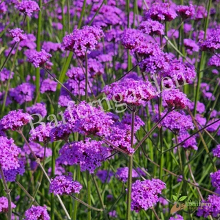 ต้นกล้าดอกเวอร์บีน่าไฟเนส(Verbena Bonariensis Finesse) ดอกไม้กินได้ รากแน่นพร้อมปลูก เลี้ยงง่าย ต้นอายุหลายปี