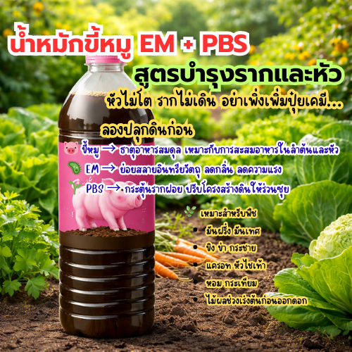 น้ำหมักขี้หมู EM + PBS สูตรบำรุงรากและหัว | ปุ๋ยน้ำชีวภาพเข้มข้น ฟื้นดิน เร่งราก เพิ่มหัว