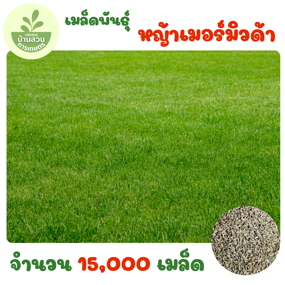 เมล็ดพันธุ์หญ้าเมอร์มิวด้า จำนวน 15,000 เมล็ด