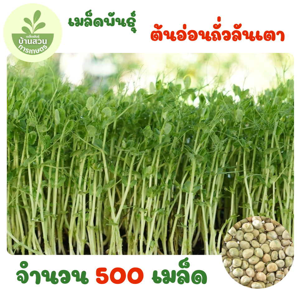 เมล็ดพันธุ์ต้นอ่อนถั่วลันเตา จำนวน 500 เมล็ด