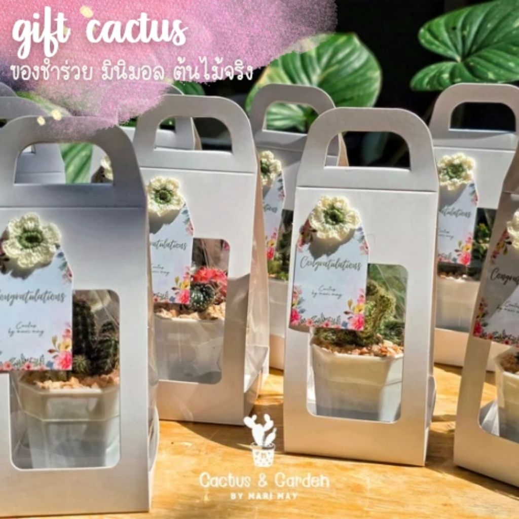 ของชำร่วย กระบองเพชร มินิมอล ต้นไม้จริง