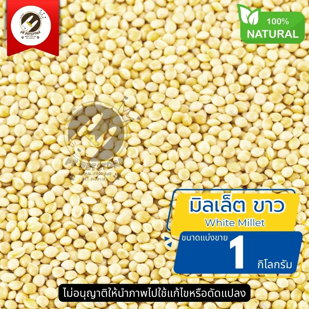มิลเล็ต ขาว White Millet ธัญพืช Seed (ขนาดแบ่งขาย)สําหรับนกหลายชนิด รวมทั้งนกหงส์หยก, นกเลิฟเบิร์ด, นกค็อกคาเทล, นกฟินช์