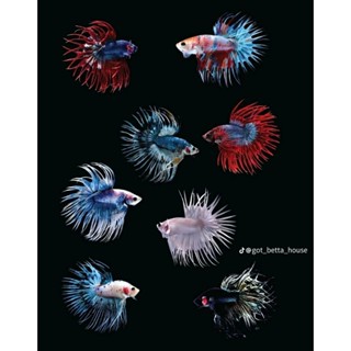 กล่องสุ่มปลากัดคราวเทล รับประกันความสวย.!