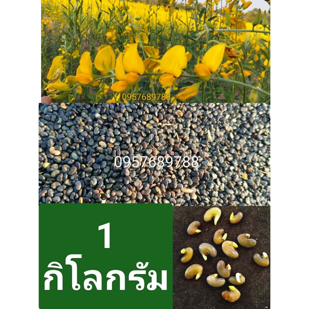 เมล็ดปอเทือง1กิโลกรัม ปี2569 งอกดี